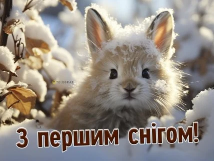 Мішка в снігу з привітанням першим снігом
