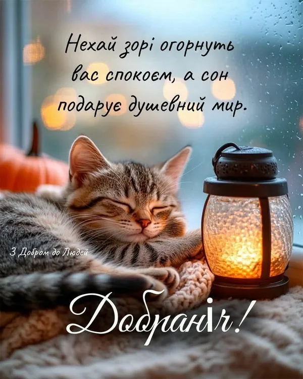 Сплюча кішка поруч із свічкою під дощем